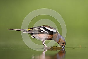 Vink, Common Chaffinch, Fringilla coelebs