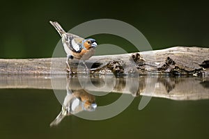 Vink, Common Chaffinch, Fringilla coelebs