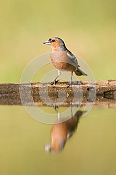 Vink, Common Chaffinch, Fringilla coelebs