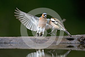 Vink, Common Chaffinch, Fringilla coelebs