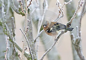 Vink, Common Chaffinch, Fringilla coelebs