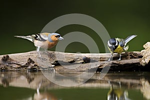 Vink en Koolmees, Common Chaffinch and Great Tit, Fringilla coelebs and Parus Major