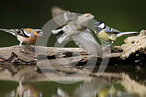 Vink en Koolmees, Common Chaffinch and Great Tit, Fringilla coelebs and Parus Major