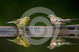 Vink & Geelgors; Common Chaffinch & Yellowhammer