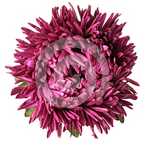 Vinous aster isolated