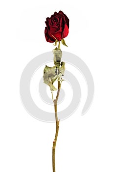 Vinous dried rose photo