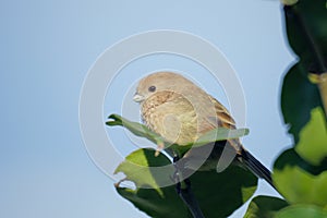 Vinous-throated Parrotbill photo