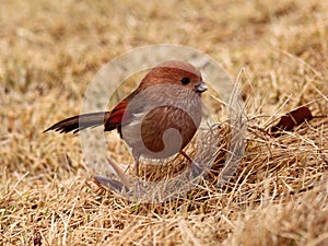 Vinous-throated Parrotbill