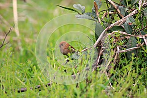 Vinous-throated Parrotbill photo