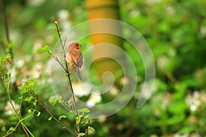 Vinous-throated Parrotbill photo