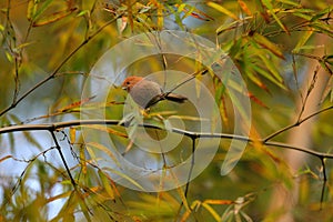 Vinous-throated Parrotbill photo