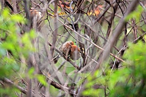 Vinous-throated Parrotbill photo