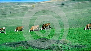 Vintage 8mm Traveling by grazing cattle