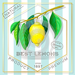 Vintage advertising poster of exotic citrus fruits. vector label with yellow ripe lemon branch in retro style. square