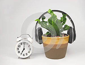 Vintage alarm clock and Cobra Bird`s nest fern in brown plant pot cover with headphones on white background. Music help plant