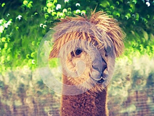 Vintage alpaca portrait