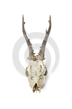 Vintage animal skull