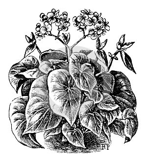 Vintage Antique Line Art Illustration, Drawing or Vector Engraving of Blooming Begonia Scharffiana in Flower Pot.