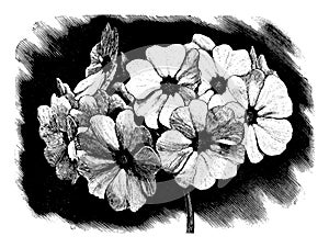 Vintage Antique Line Art Illustration, Drawing or Vector Engraving of Blooming Primula Obconica Flower.