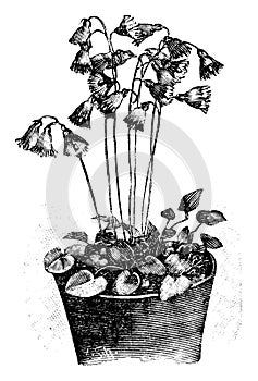 Vintage Antique Line Art Illustration, Drawing or Vector Engraving of Blooming Soldanella Alpina or Snowbell Flower in photo