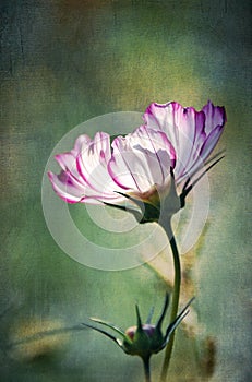 Textured vintage style white and purple cosmos flower