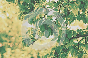 Vintage apple branch with green leaves in orchard