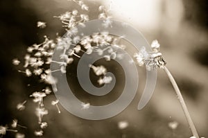 Vintage b&w photo of Dandelion with seeds blowing away across a