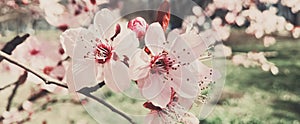 Vintage background of apple tree flowers bloom, floral blossom in spring