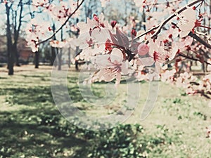 Vintage background of apple tree flowers bloom, floral blossom in spring