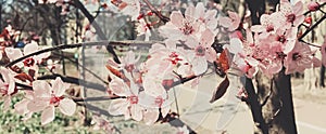 Vintage background of apple tree flowers bloom, floral blossom in spring