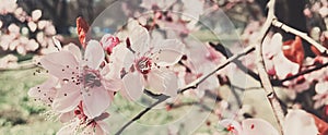 Vintage background of apple tree flowers bloom, floral blossom in spring