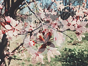 Vintage background of apple tree flowers bloom, floral blossom in spring