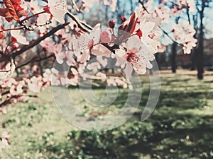 Vintage background of apple tree flowers bloom, floral blossom in spring