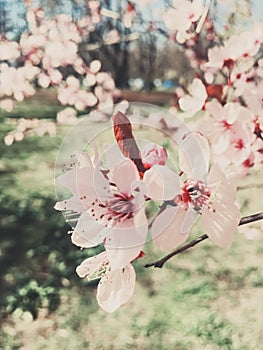 Vintage background of apple tree flowers bloom, floral blossom in spring