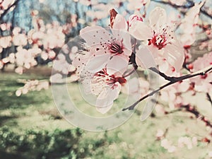 Vintage background of apple tree flowers bloom, floral blossom in spring