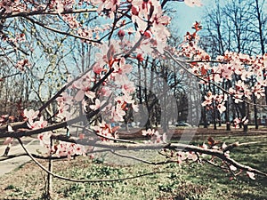 Vintage background of apple tree flowers bloom, floral blossom in spring