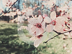 Vintage background of apple tree flowers bloom, floral blossom in spring