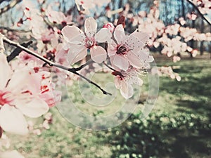 Vintage background of apple tree flowers bloom, floral blossom in spring