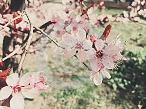 Vintage background of apple tree flowers bloom, floral blossom in spring