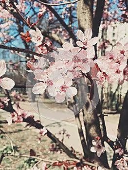 Vintage background of apple tree flowers bloom, floral blossom in spring