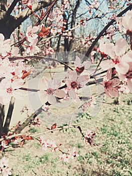 Vintage background of apple tree flowers bloom, floral blossom in spring