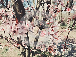 Vintage background of apple tree flowers bloom, floral blossom in spring