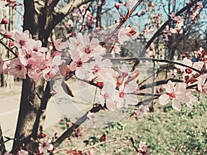 Vintage background of apple tree flowers bloom, floral blossom in spring