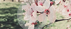 Vintage background of apple tree flowers bloom, floral blossom in spring