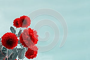 Vintage background with bright red dahlia flowers with many fragile petals on blue colored backdrop with copy space. Botanical