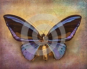 Vintage background with butterfly