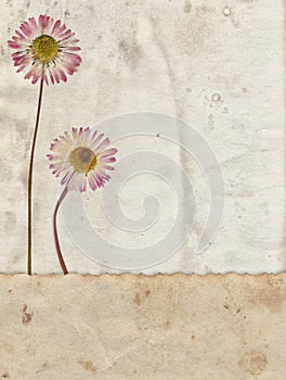 Vintage background with dry flowers on old paper texture