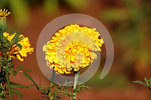 vintage background little flowers, nature beautiful, toning design spring nature.Pretty yellow merigold flower plant