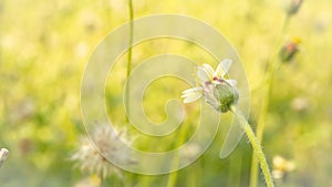 Vintage background little flowers, nature beautiful, toning design spring nature, sun plants.summer holiday idea