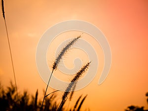 Vintage background little grass wild flowers, nature beautiful, toning design spring nature, sun plants.sunset orange light warm